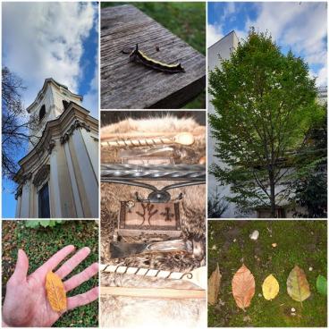 Pilz_Herbstcollage